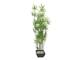 EUROPALMS Bambu Tekokasvi