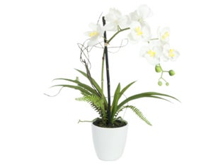 EUROPALMS Orkidea Tekokasvi